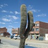Bolivian Adventure